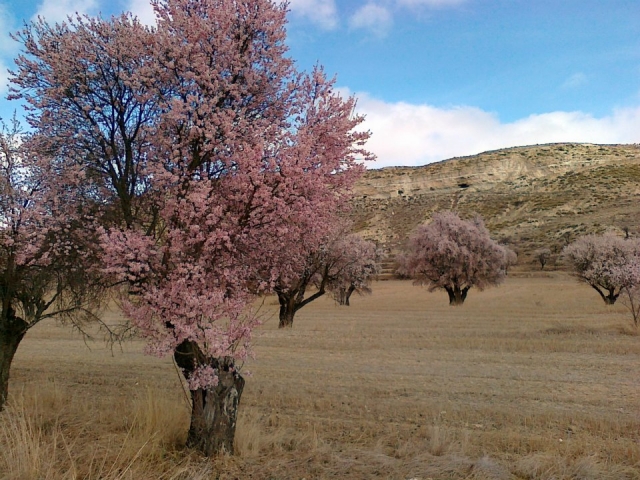 Camino en primavera